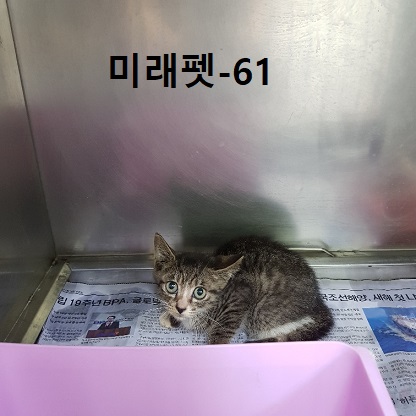 미래펫동물병원_431370202300747
